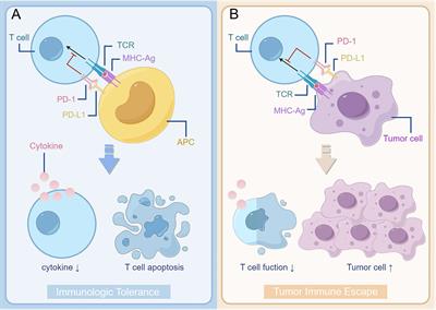 Companion diagnostics and predictive biomarkers for PD-1/PD-L1 immune checkpoint inhibitors therapy in malignant melanoma